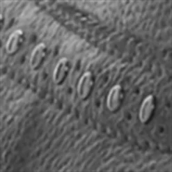 Bertie Bertie BARANISE Sn13 -Bertie Sales Shop 11378203 xxl a5