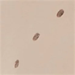 Bertie Bertie ELECTRIC Ld13 -Bertie Sales Shop 27696513 xxl a5